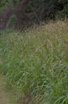 Itchgrass